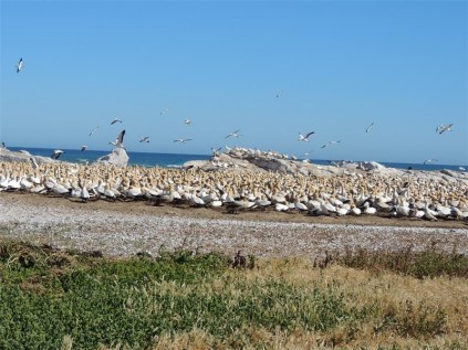 Bird Island Nature Reserve.