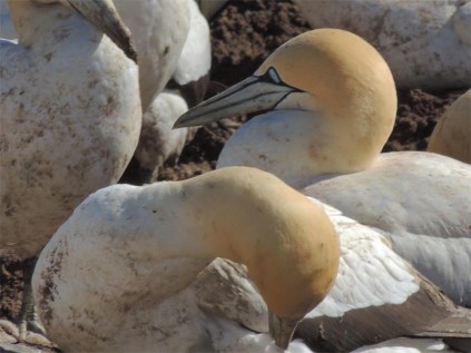 Gannet makeup.