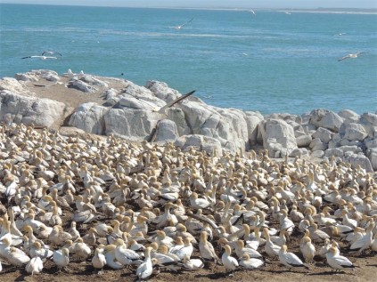 Bird Island off Lambert's Bay is one of only six Cape gannet breeding sites.
