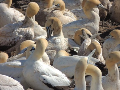 Bird Island is a pretty crowded place so the birds must watch their manners.