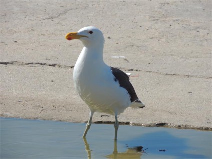 Bathing sea gull.