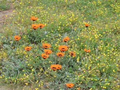 Daisies brighten a field in the Hantam National Botanical Garden