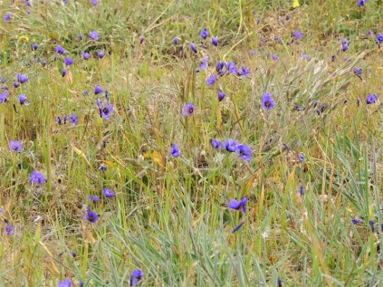 A field of Geissorhiza splendidissima or blue pride of Nieuwoudville flowers.