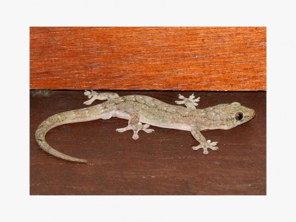A common house gecko, not the one with garden chain issues. Great story to tell the grandkids one day.