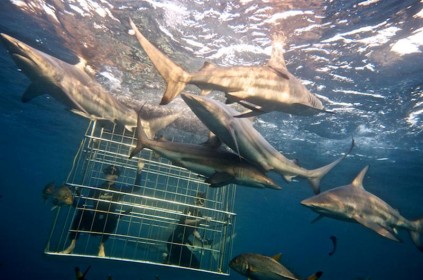 Shark Cage Diving2