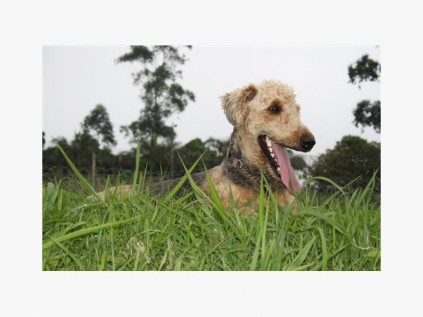 Let me help, says Gypsey, the Airedale. Check out the size of that tongue, could land a small plane on it.