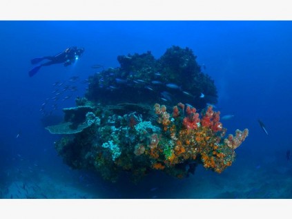 The park offers a wealth of marine life.