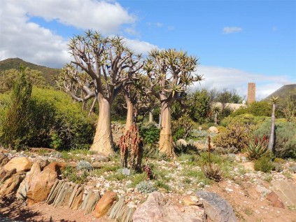 The beautifully laid out Karoo Desert National Botanical Garden in Worcester invites exploration.