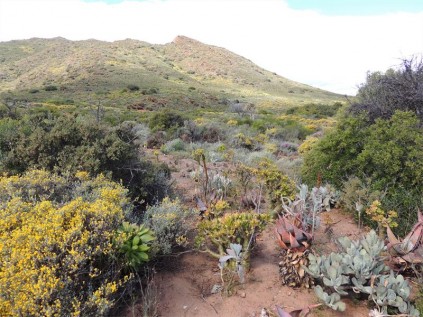 Karoo Desert succulent beds.