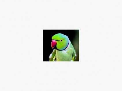 An Indian ringneck.