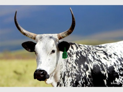 A beautiful Nguni.