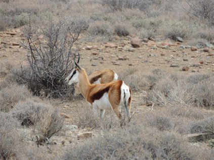 Springbok are plentiful in the national park.