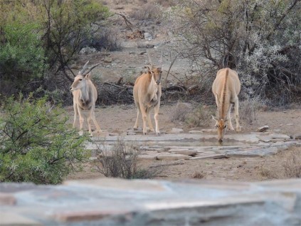 Three eland pay us a call.