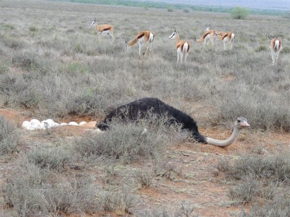 Daddy ostrich on duty.