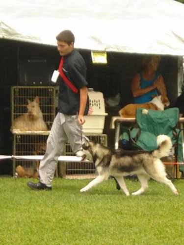 Kegan Perry and Siberian husky Demon came first in the junior handler category at the recent district open held in Pinetown. 