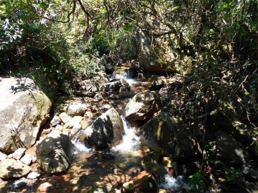 A stream through a patch of enchanted forest.
