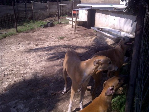 dogs5