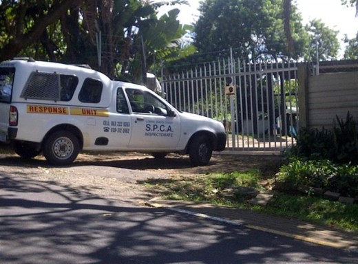 The SPCA says charges will be laid.