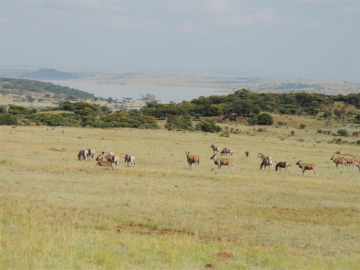 Spioenkop Nature Reserve boasts an abundance of game.