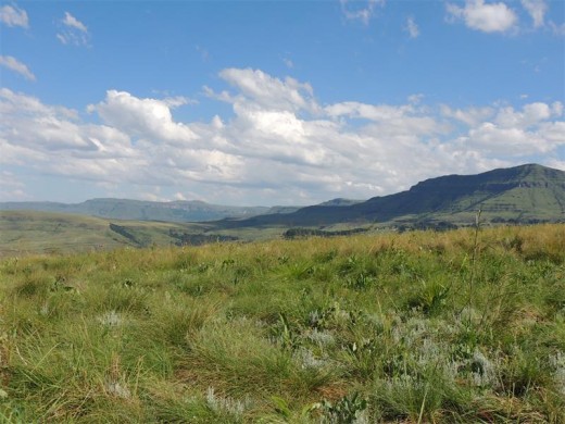 Emerald summer in the Berg.