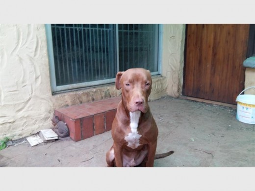 Diesel  risked his life to keep the woman's attackers at bay.