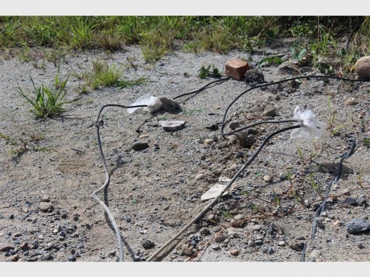 Illegal: Power lines spreading from a thick cable in Marburg feeding power to residents at Mkholombe near Bhobhoyi. 5311