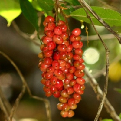 tassel berry