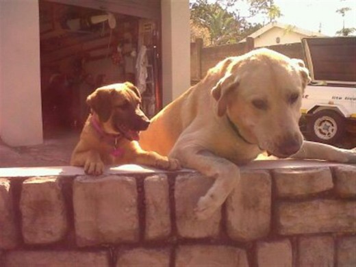 Labrador Bruno was also a hero of the moment as the two robbers turned tail and fled at the sight of him.