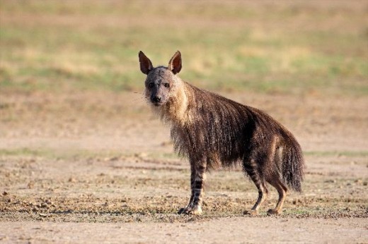 An example of a brown hyaena.