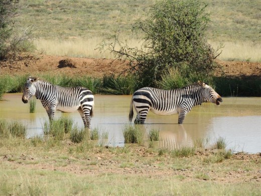 Mountain Zebras at a waterhole on the Juries Dam Loop.