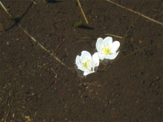 Dainty Aponogeton ranunculiflorus flowers.