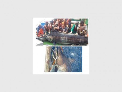 Huge: The massive black marlin, believed to have been caught on a long liner, somewhere between Durban and Richards Bay.
