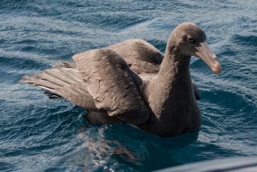 Petrel Release - 14 - 20150502