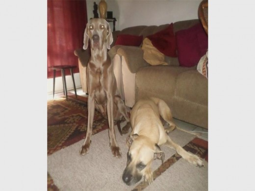 Reunited: A worried Sky the Weimaraner stays near best friend Jessie’s side after her lifesaving emergency operation carried out by Dr Claire Norton last week.