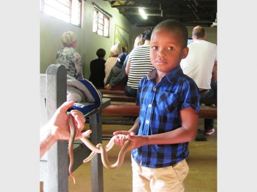 Brave: Southcity Pre-primary pupil Luvuyo Limako was not entirely comfortable with holding a real snake at Riverbend Crocodile Farm.