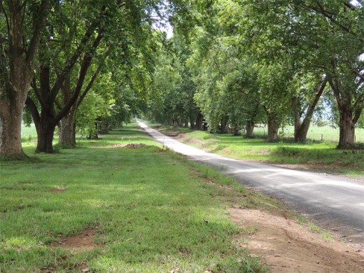 The start of the Twitcher's Delight birding trail.