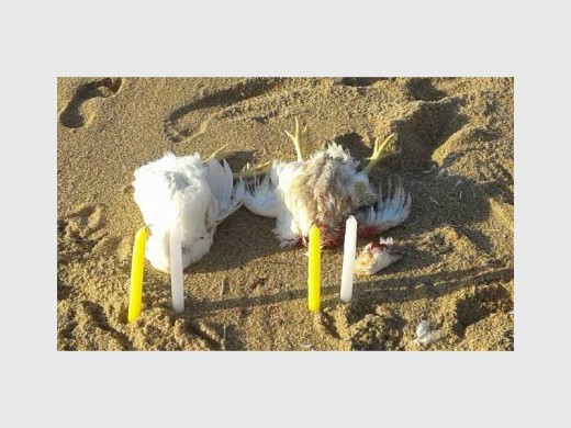 These candles and dead, headless chickens were found on Port Shepstone beach last Sunday.