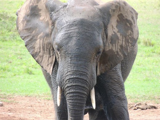 Pachyderm mud pack.