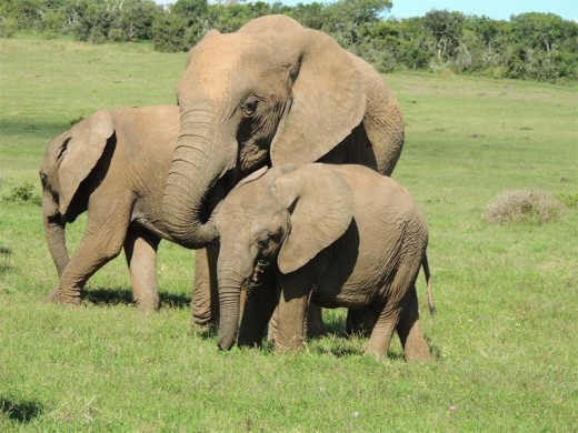 Mother love.