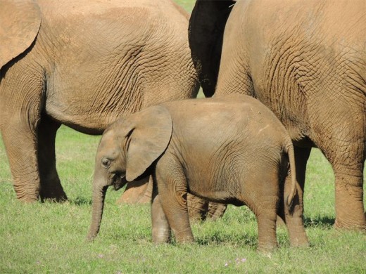 One of the smallest elephants in the breeding herd we watched.