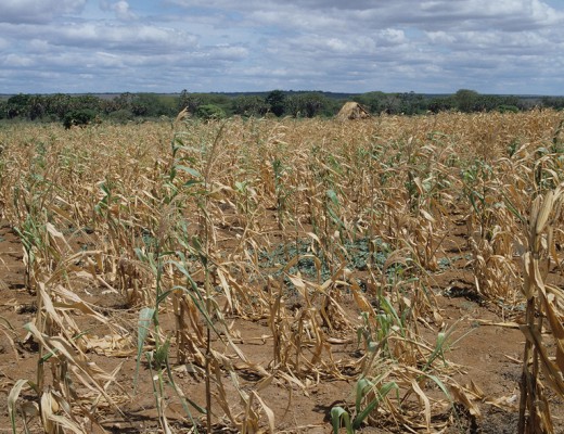 A maize crop during a drought. (www.nature.com)