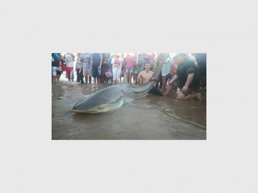 Impressive: This 324kg dusky shark was caught at Mazeppa Bay - and safely released.