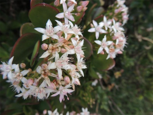 The pretty pink-tinged flowers of the Crassula ovata bush.