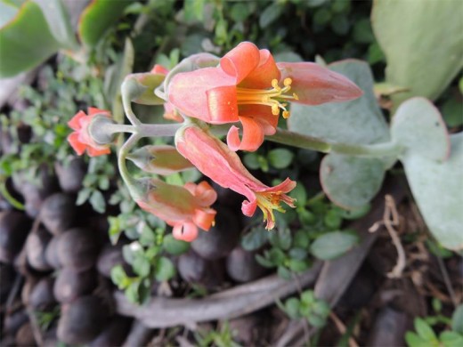 Cotyledon orbiculata or pigs ears have lovely coral bell-shaped flowers.