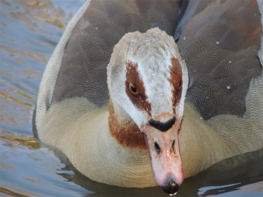 The chilly weather doesn't seem to worry this mountain-dwelling Egyptian goose.