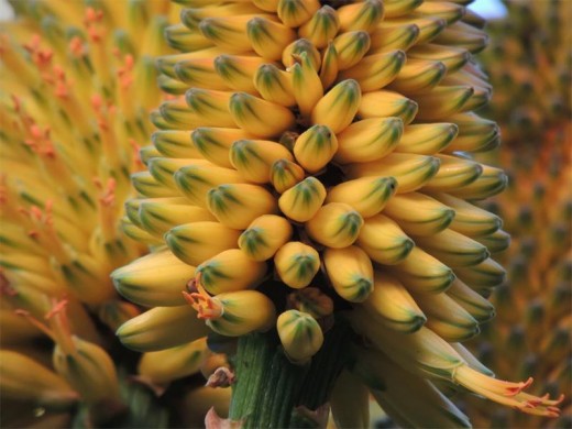 The flowers of the Aloe thraskii.