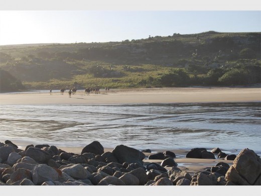 Sea mist and eland on the beach.