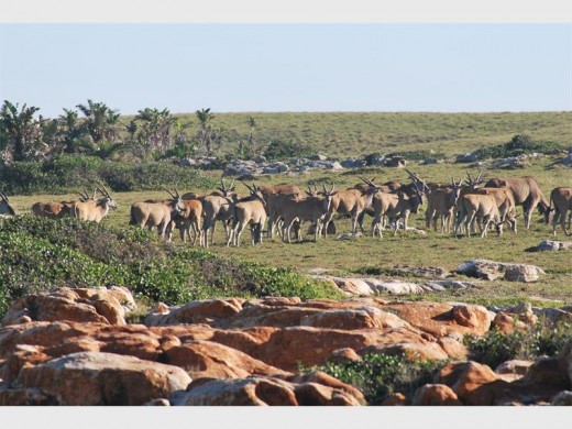 The Mkambati eland often wander down to the seashore.