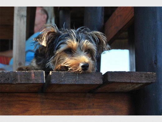 The Mtentu watch dog keeps an eye of what is happening.