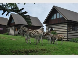 Zebras come to call at our chalet.